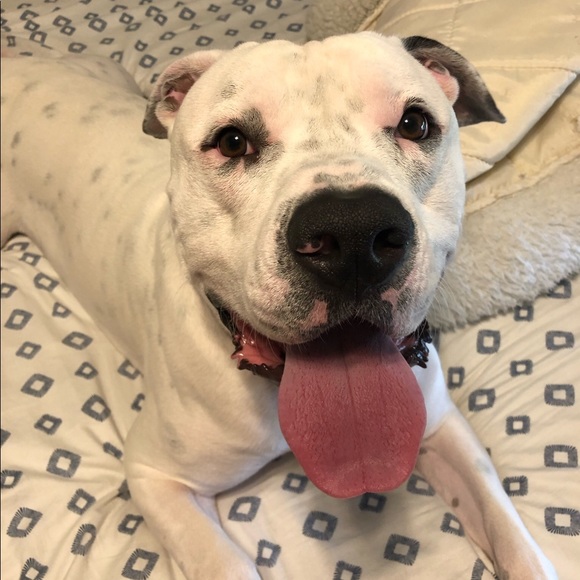 Meet your Posher, Amber! - Picture 2 of 3